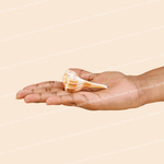 Hand holding a shell against a beige background