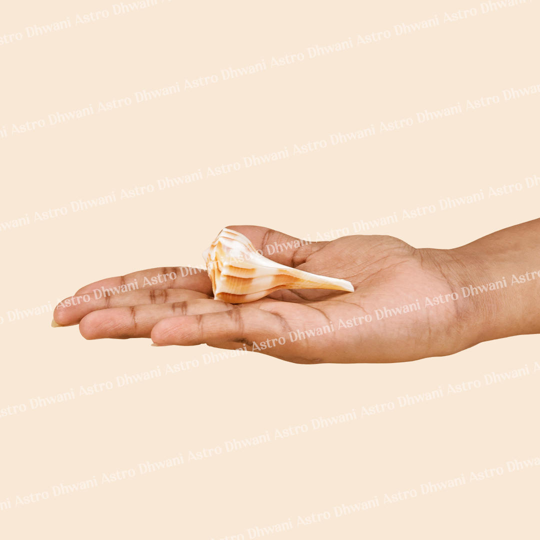Hand holding a shell against a beige backgroundSudarshan Dakshinavarti Shankh for Prosperity & Protection