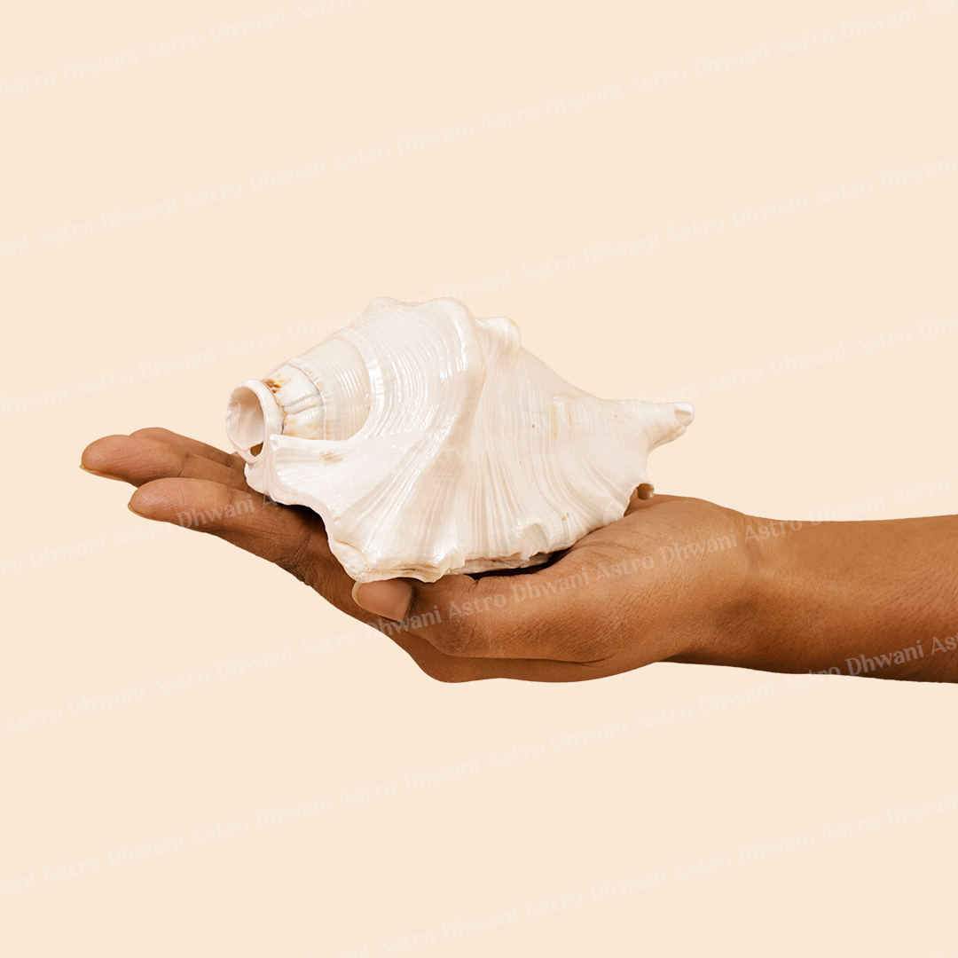 Surya Shankh For Positivity Prosperity Spiritual Energy