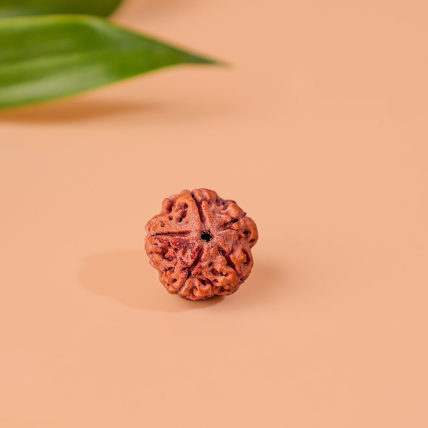 NEPALI 5 Mukhi Rudraksha - Abhimantrit