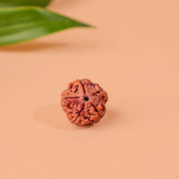 5 Mukhi Rudraksha (Five Faced)