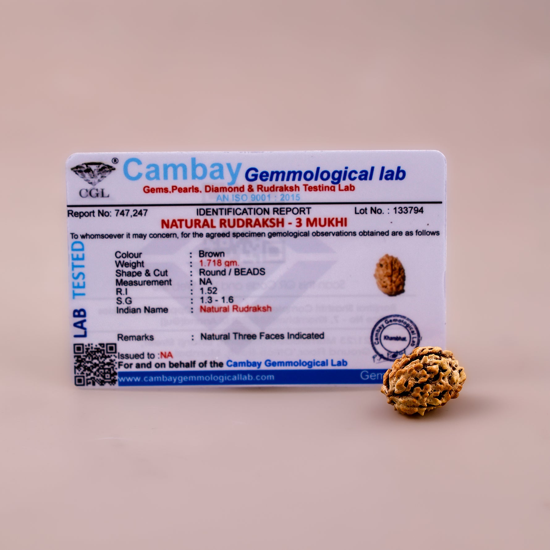 3 Mukhi Rudraksha (Three Faced) - Abhimantrit & Certified