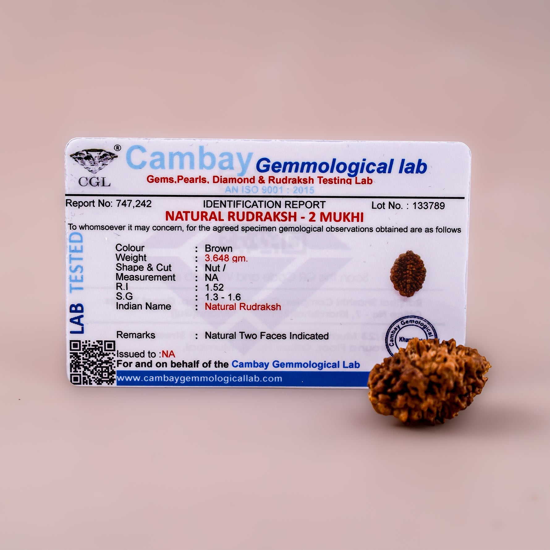 Nepali 2 Mukhi Rudraksha (Two Faced) - Abhimantrit & Certified