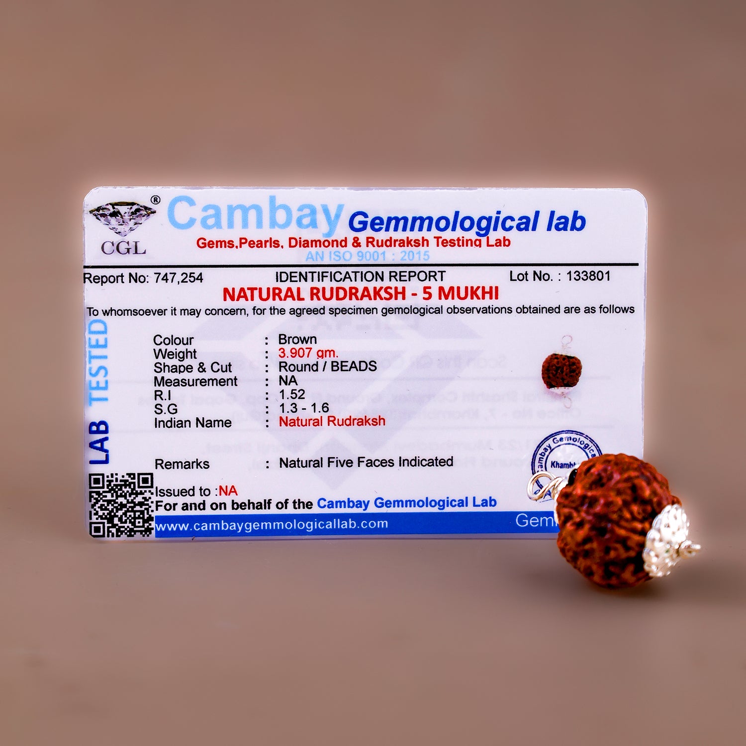 5 Mukhi Rudraksha (Five Faced)