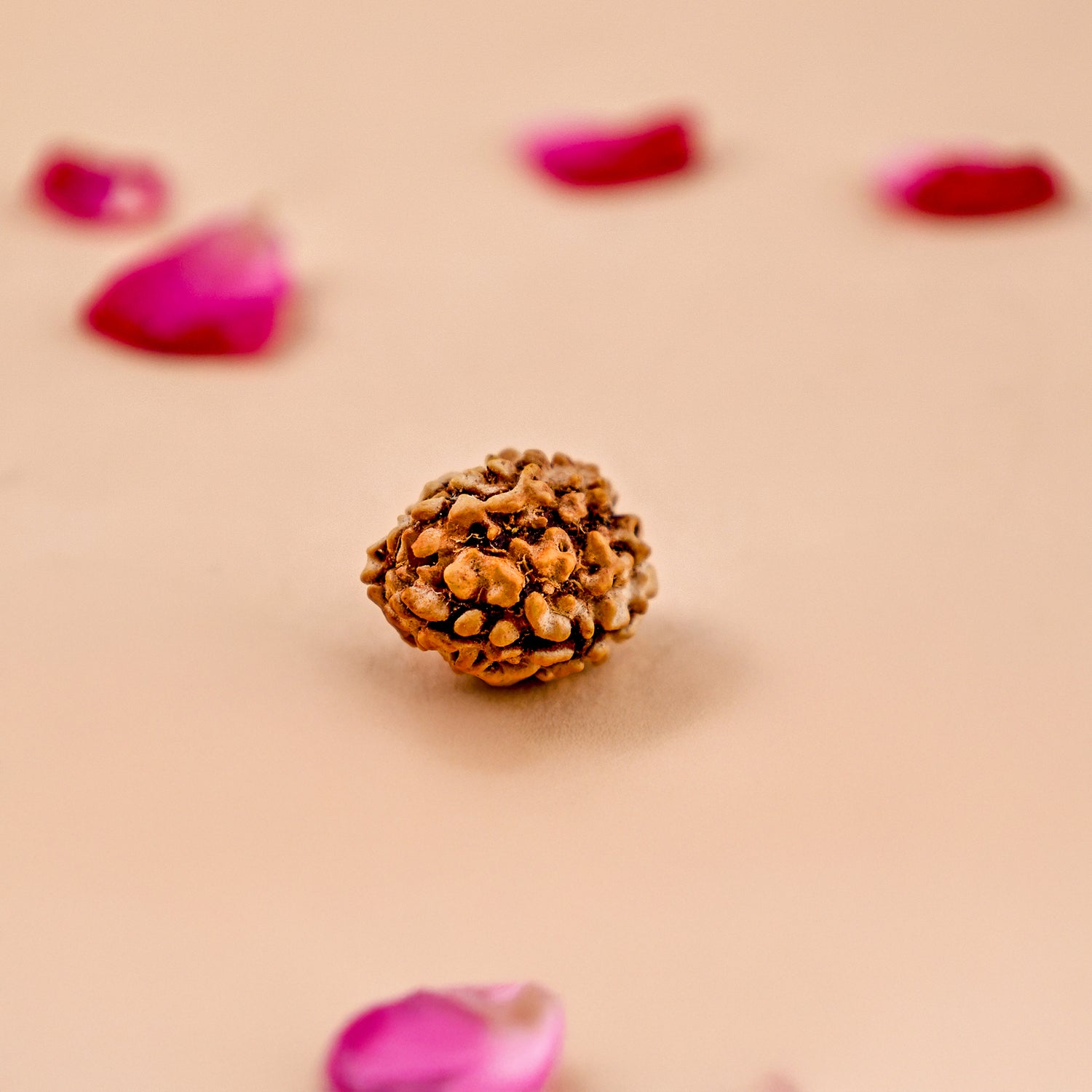 3 Mukhi Rudraksha (Three Faced) - Abhimantrit & Certified