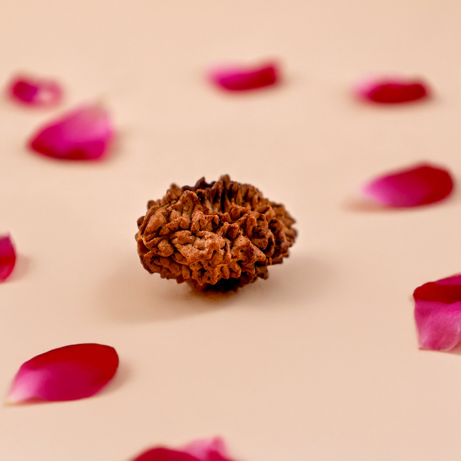 Nepali 2 Mukhi Rudraksha (Two Faced) - Abhimantrit & Certified