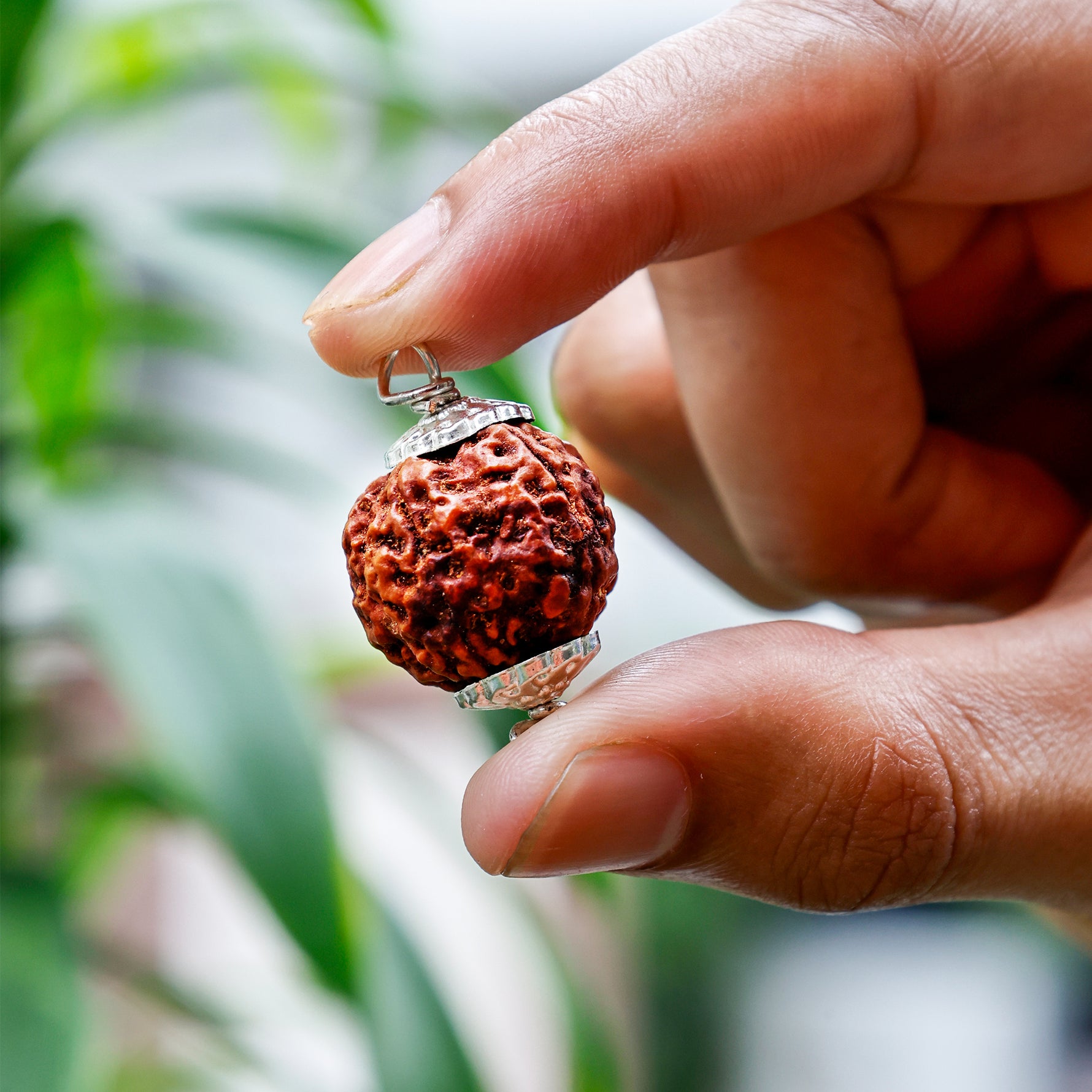 5 Mukhi Rudraksha (Five Faced) - Abhimantrit & Certified
