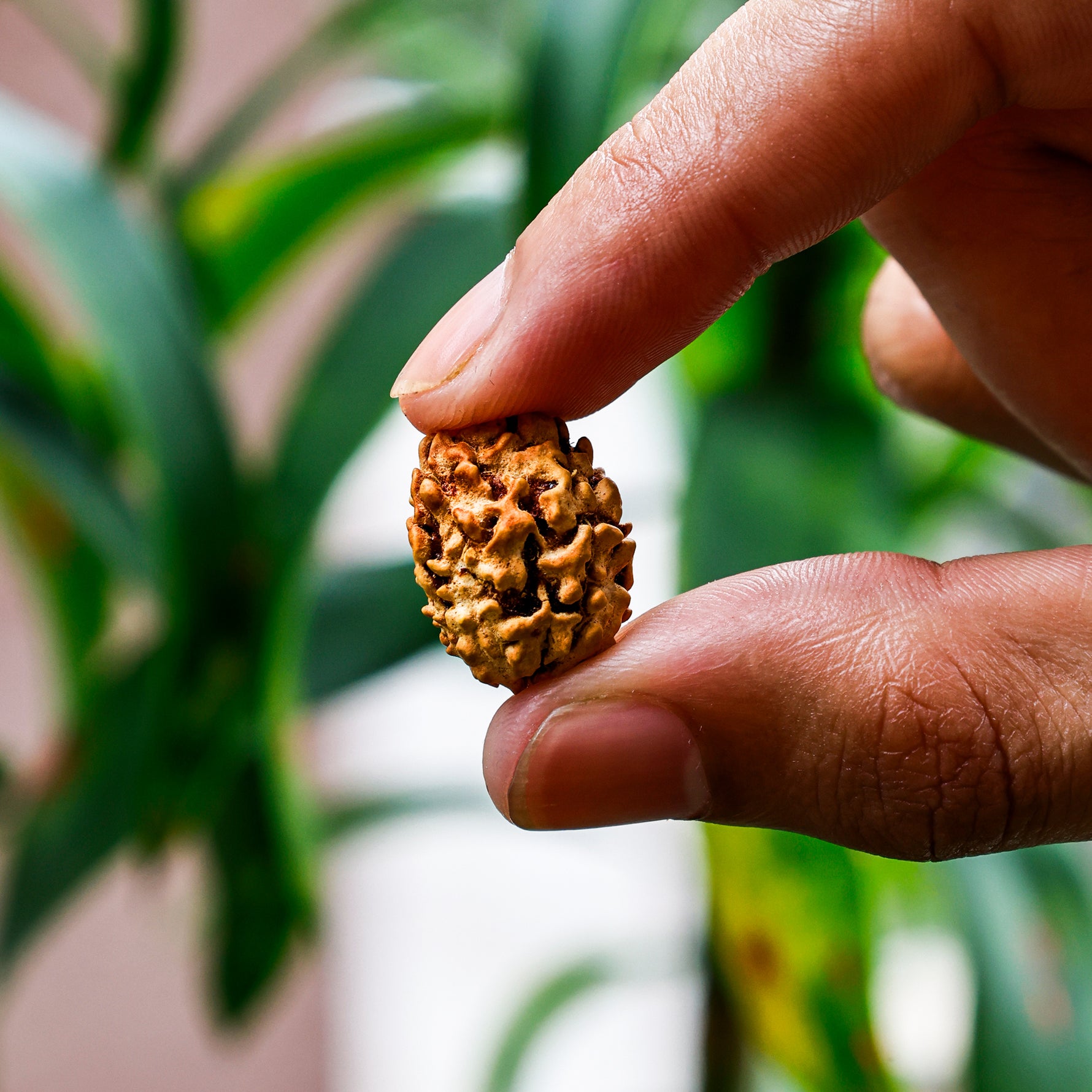 3 Mukhi Rudraksha (Three Faced) - Abhimantrit & Certified