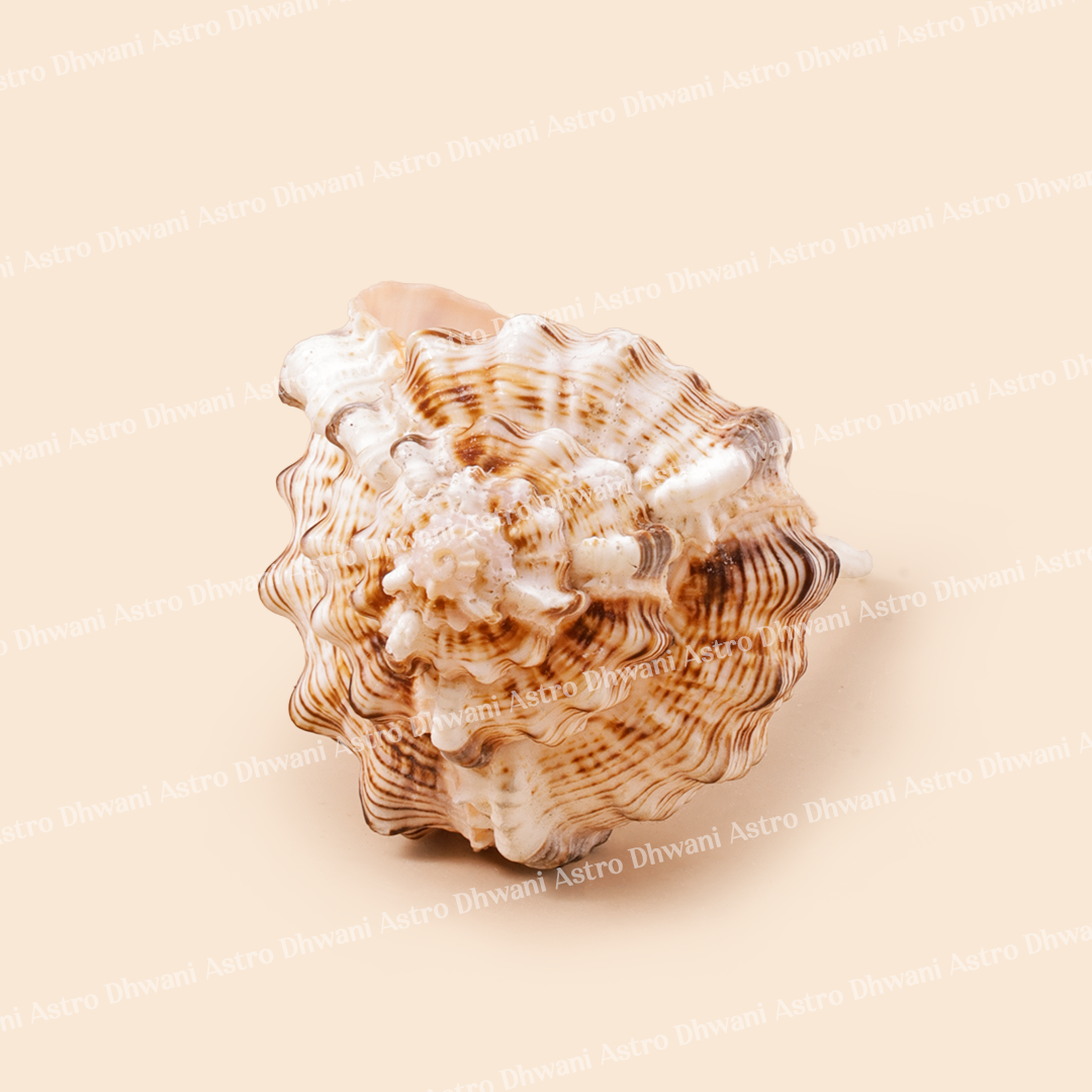 Seashell on a beige background