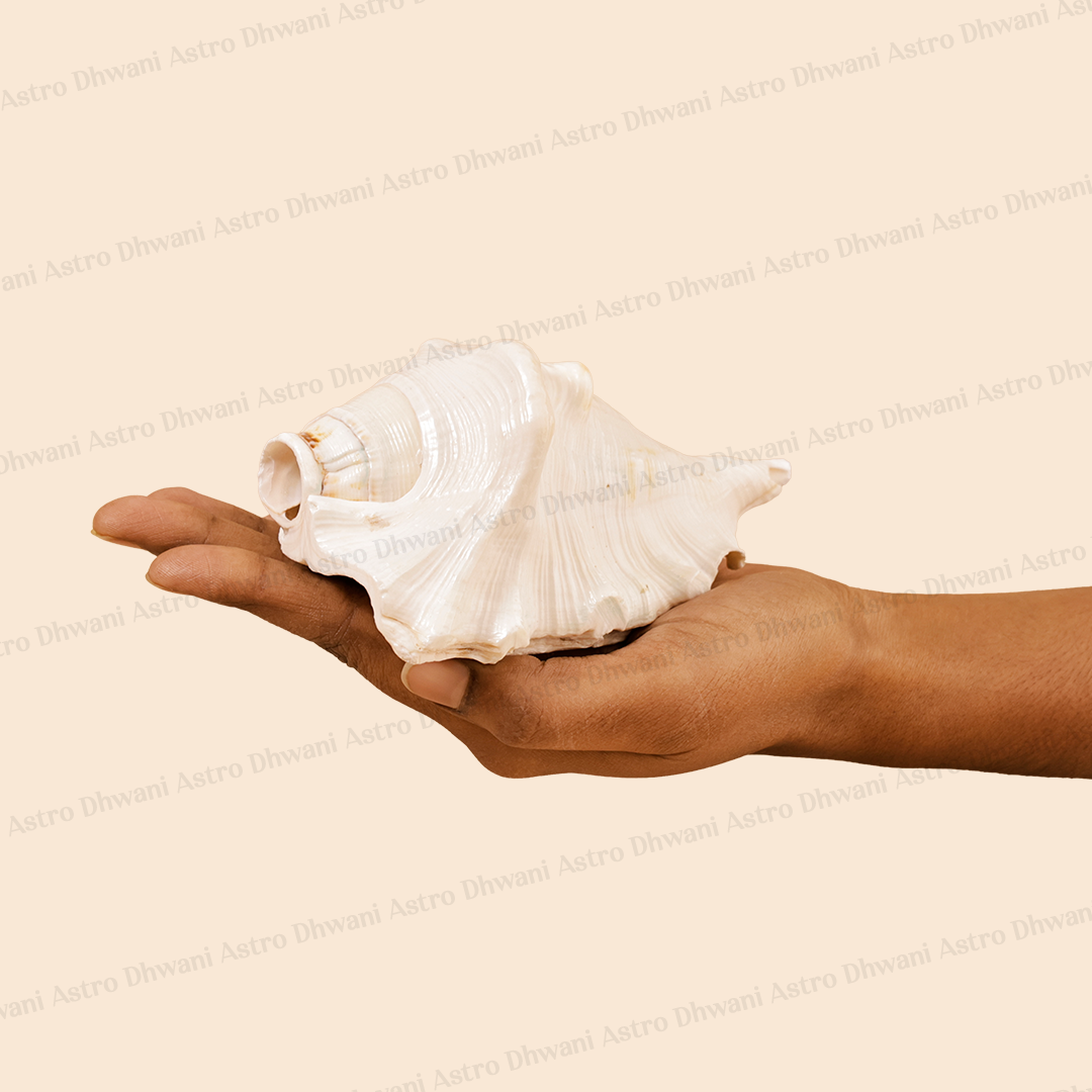 Surya Shankh for Positivity, Prosperity & Spiritual Energy
