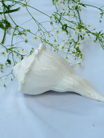 Dakshinavarti Shankh