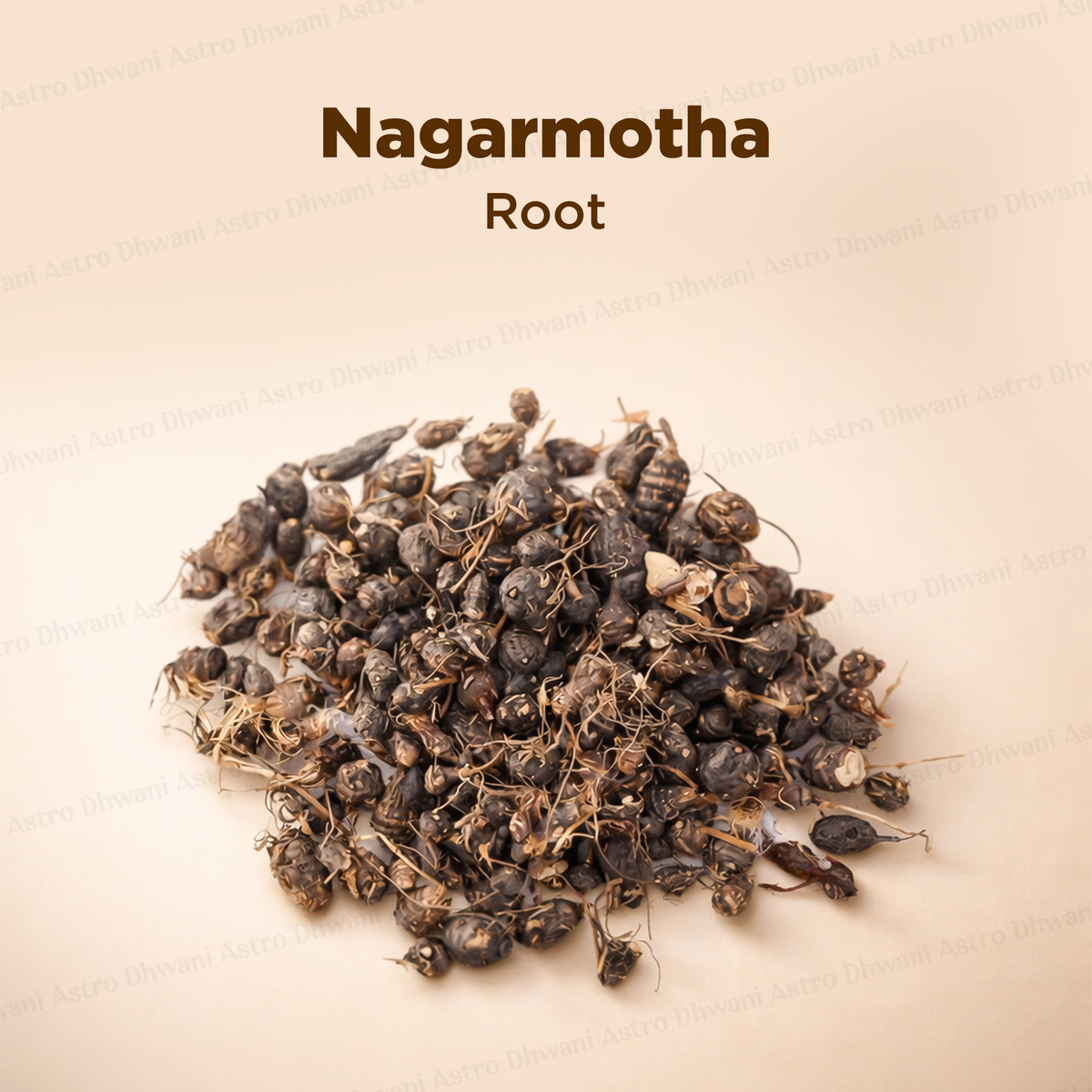 Nagarmotha Root - Jad