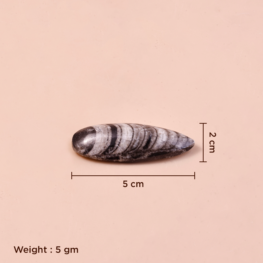 Orthoceras Fossil – Kuber Vardaan Stone