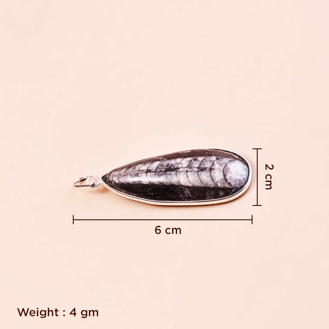 Orthoceras Fassi Kuber Vardaan Pendant Product Description