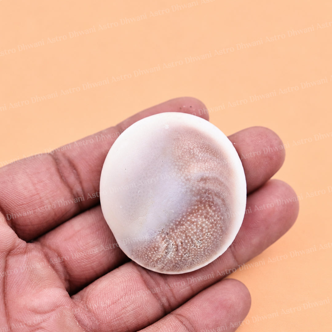 Gomti Chakra Shell - Abhimantrit