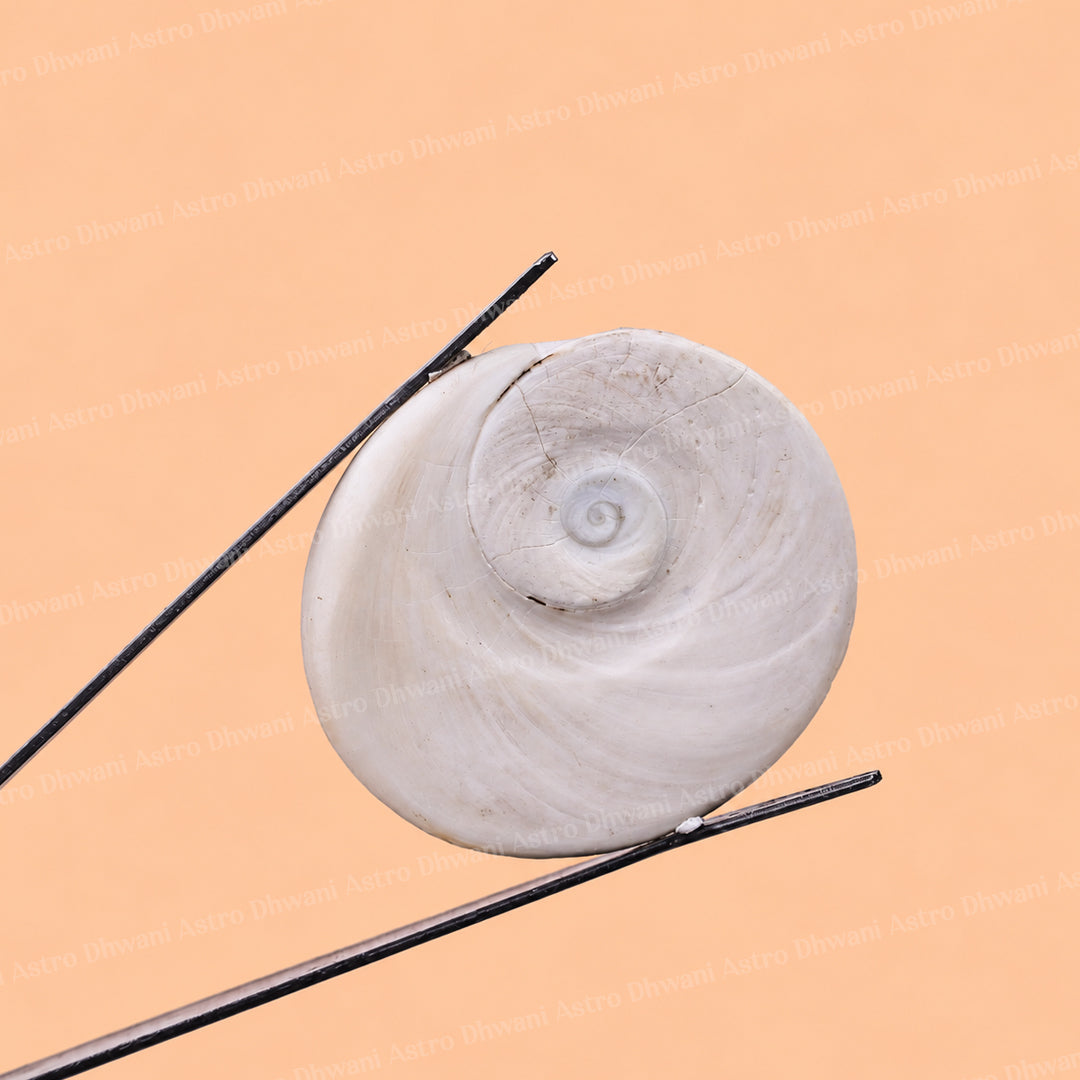 Gomti Chakra Shell - Abhimantrit