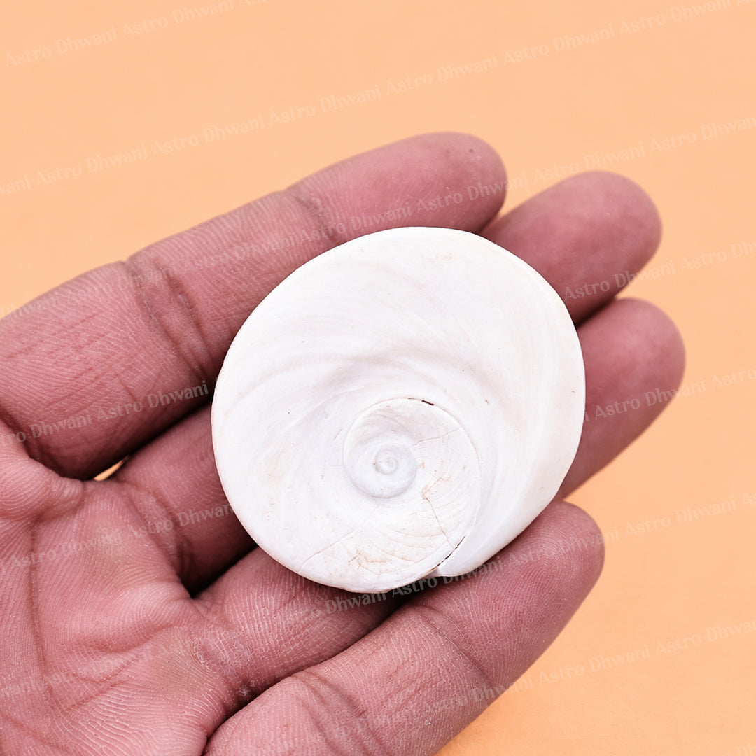 Gomti Chakra Shell - Abhimantrit