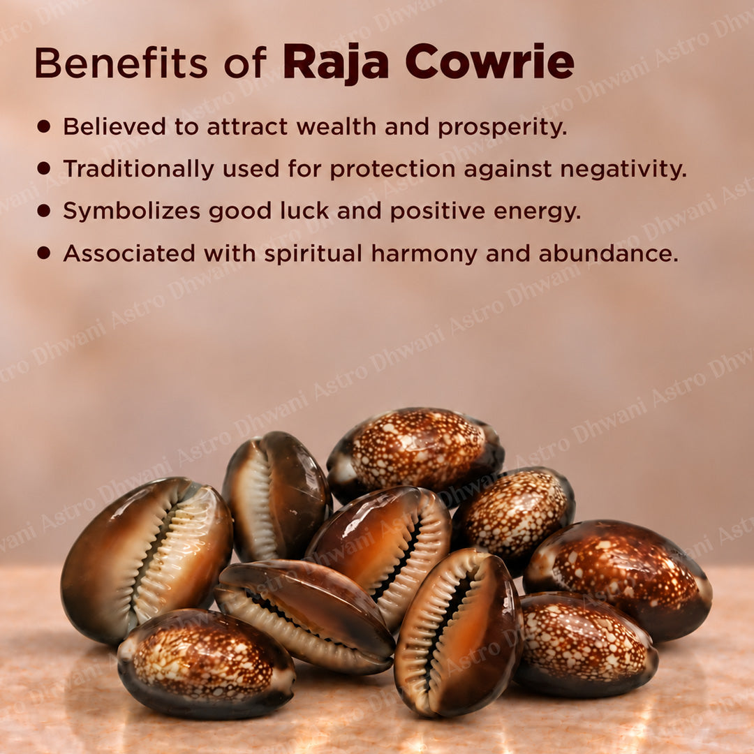 Raja Cowrie